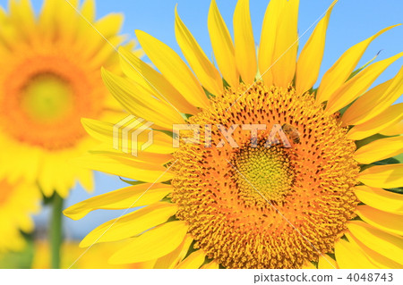 與蜜蜂的向日葵 4048743