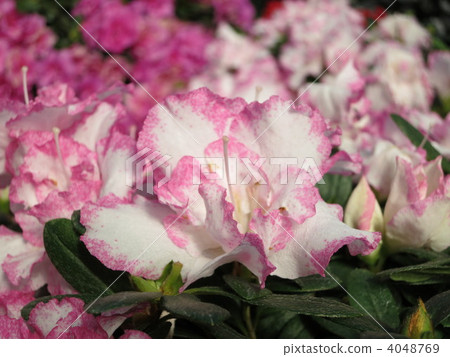 映山紅 映山紅 4048769