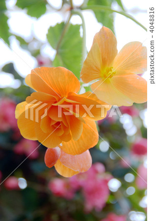 Begonia flowers Begonia flowers 4048816