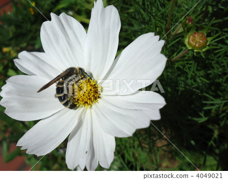 hymenoptera, white flowers, White Flower 4049021