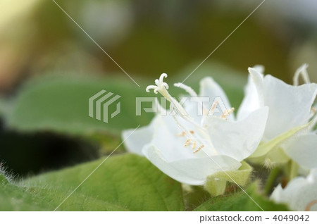 donbeya-chiriakea, sterculiaceae, made in africa 4049042