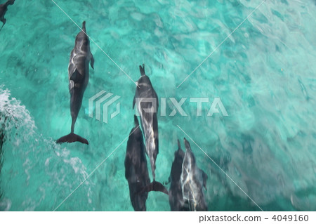 Competition with dolphins 4049160