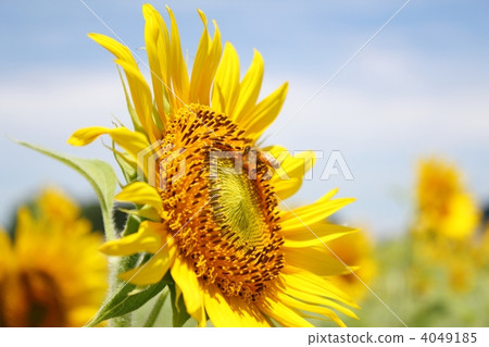 向日葵和蜜蜂 向日葵和蜜蜂 4049185