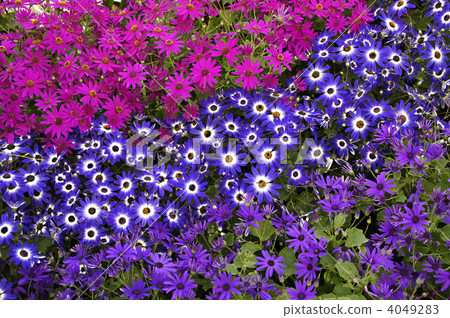 Cineraria領域 4049283