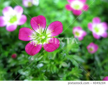 蜘蛛mussa（竹莢魚） 4049284