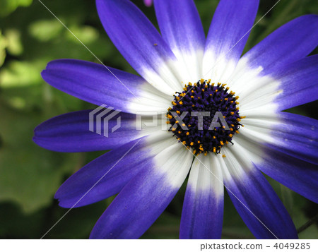 Cinellia (Senetity · Blue · Bai Color) 4049285