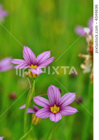 Niwazekishou 4049696