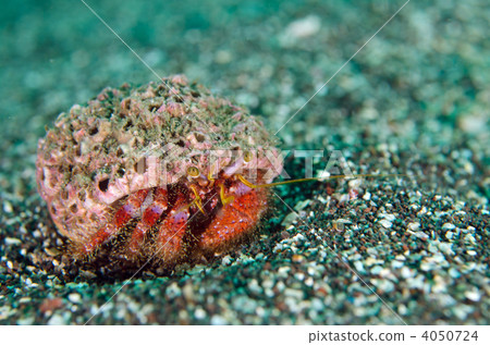 Ishidami hermit crab Ishidami hermit crab 4050724