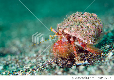 Ishidami hermit crab Ishidami hermit crab 4050725