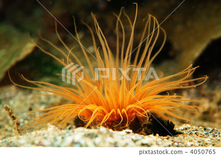 Sunana海葵 4050765