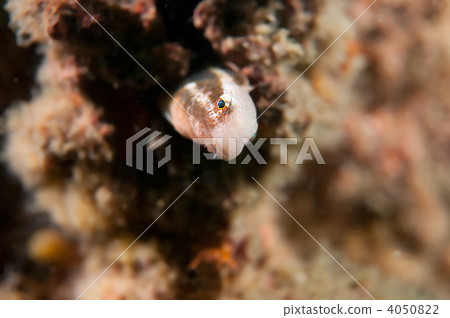 Rainbow trout 4050822
