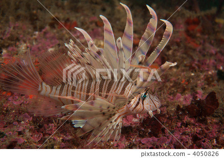 fish魚 fish魚 4050826