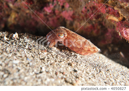 弓魷魚 弓魷魚 4050827