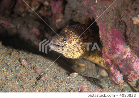 Cutlet Cutlet 4050828