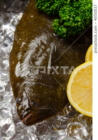 比目魚 4050837