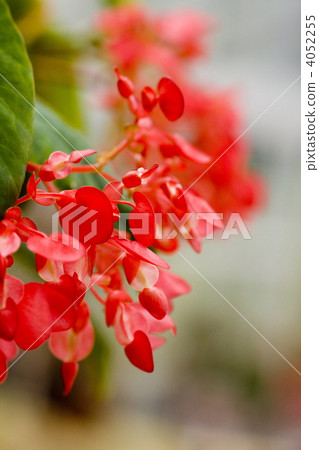 Trees Begonia Trees Begonia 4052255
