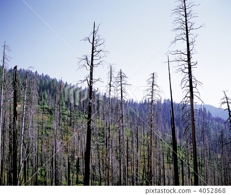 被酸雨摧毀的原始森林 4052868