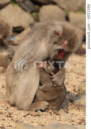 日本猴子的父母和孩子 4053366