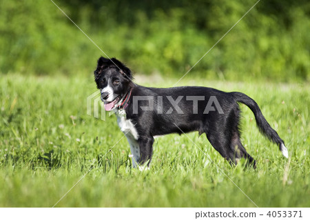 Border collie 4053371