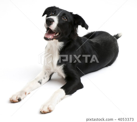 Border collie 4053373
