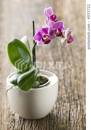 Orchid Orchid 4053722
