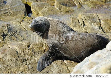 New Zealand fur seal 4054706