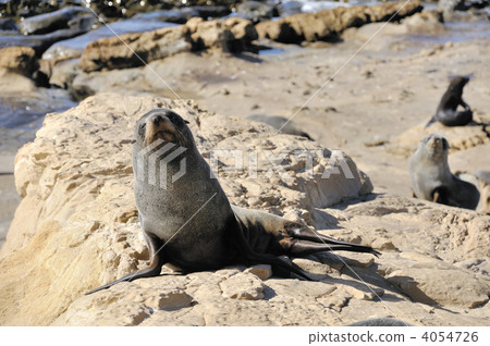 New Zealand fur seal 4054726