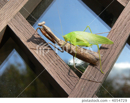 grasshopper, locust, mantis 4054729