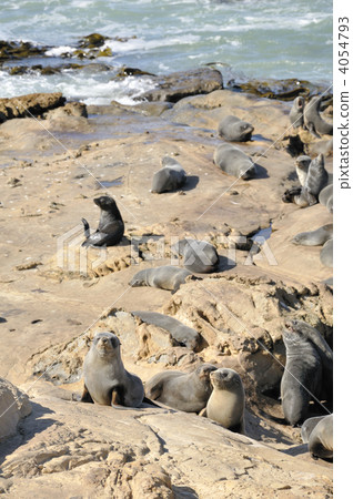 New Zealand fur seal 4054793