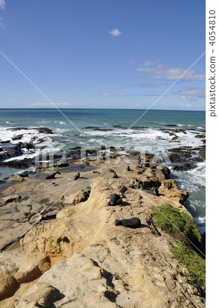 New Zealand fur seal 4054810