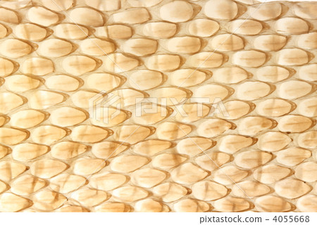 Snake's shell 4055668