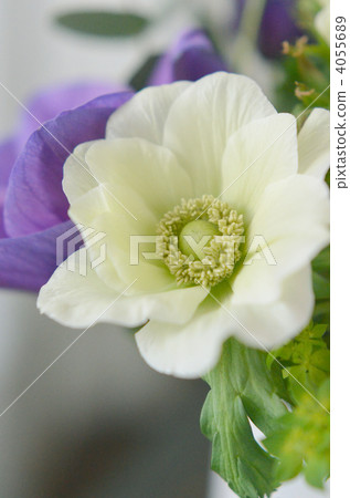 銀蓮花 花朵 花 4055689