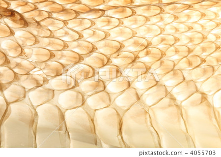 蛇的殼 蛇的殼 4055703