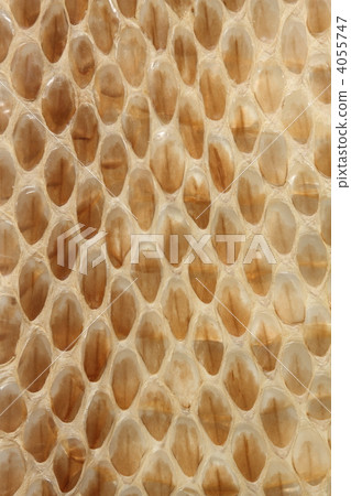 Snake's shell 4055747