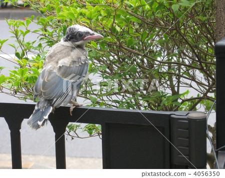 azure-winged magpie, on the wall, chick 4056350