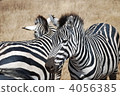 zebra  4056385