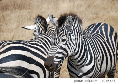 zebra zebra 4056385