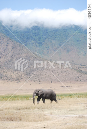 elephant elephant 4056394