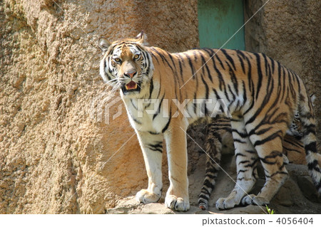 Amur tiger_4 Amur tiger_4 4056404