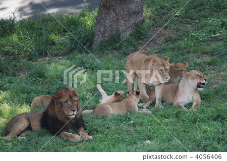 lion_8 lion_8 4056406