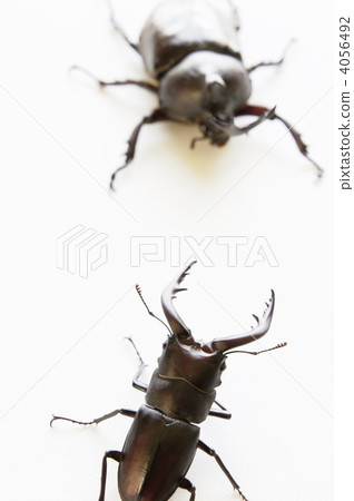 Sawtooth vigorously vs beetle 4056492