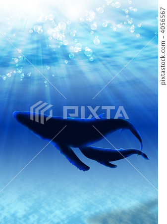 藍色海鯨 藍色海鯨 4056567