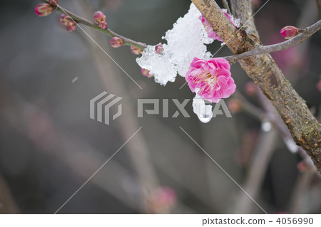 Japanese apricot, ume, snow 4056990