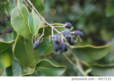 Rat bean fruit 4057131