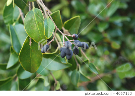 Rat bean fruit Rat bean fruit 4057133