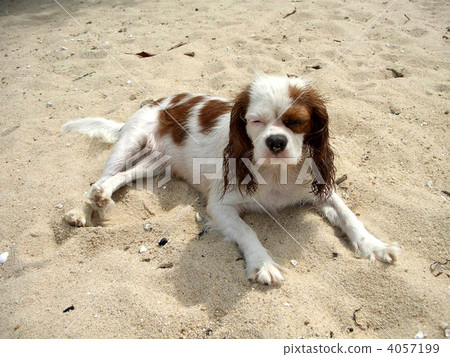 Cavalier · King Charles 4057199