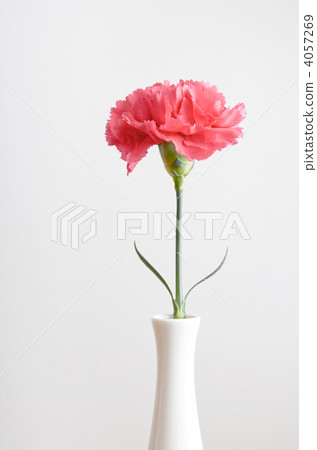 cut flowers, carnation, carnations 4057269