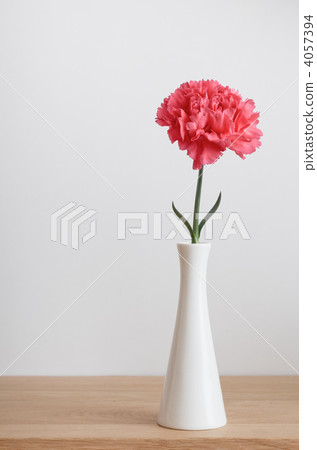 carnation, carnations, one 4057394