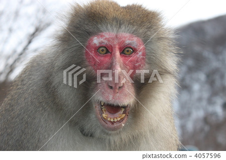 Boss monkey's power 4057596