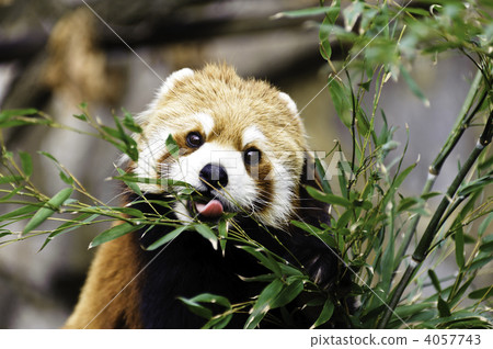 Lesser panda Lesser panda 4057743